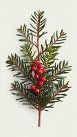 A branch of evergreen tree with red berries photo