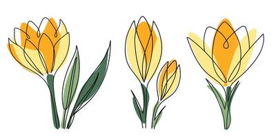 Abstract crocus flower set with yellow petals and black outline. One line art floral collection. Hand-drawn botanical set vector