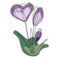 Spring violet crocus flower in continuous line art drawing style. Minimalist black linear sketch isolated on white background. illustration, spring flower. vector