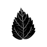 Leaves on branches illustration. Isolated leaf illustration element. vector
