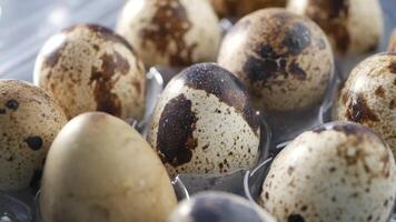 Collecting quail eggs in a farm setting in springtime video