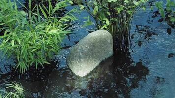 Calm water reflects greenery and a smooth stone in tranquil setting video