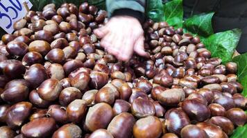 Harvesting fresh chestnuts at a bustling market in autumn video