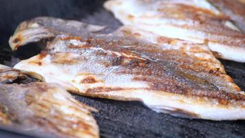 Grilling fish over open flames at a seaside location video