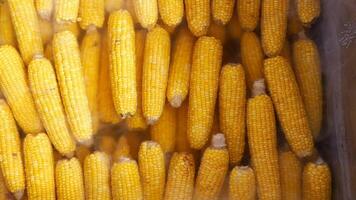 Boiling corn on the cob at a summer festival in the park video