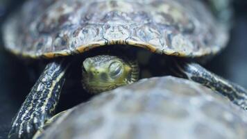Turtles resting on each other in a tranquil setting video