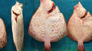Fresh catch display at local fish market in the morning video