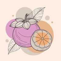 an illustration of a grapefruit and an orange vector