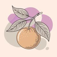 an orange with leaves and a stem on a pink background vector