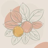 an illustration of a fruit and leaves vector