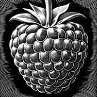 black and white illustration of raspberry vector