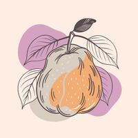 an illustration of pear with leaves, white background vector