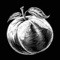 a drawing of a peach on a black background vector