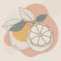 an orange and a half of an orange are shown vector