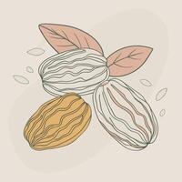 drawing of nuts with leaves vector