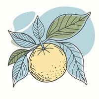 an orange with leaves and leaves on it white background vector