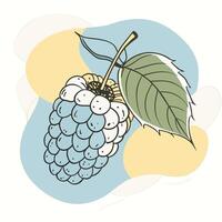 a blackberry with leaves and berries on a white background vector