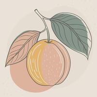 an illustration ,of peach with leaves vector