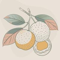 a drawing of a fruit with leaves and a half open fruit vector