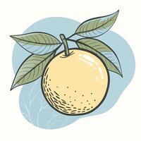 an orange with leaves and leaves on vector