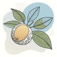 an illustration of a walnut with leaves vector