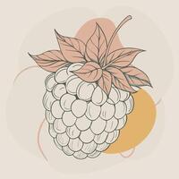 raspberry illustration with a raspberry fruit on beige background vector