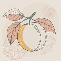 an illustration of a peach with leaves and leaves vector
