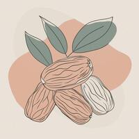 a drawing of nuts with leaves vector