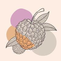 an illustration of lychee fruit vector