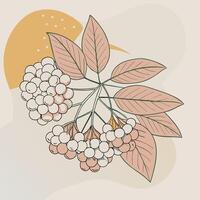 illustration of a rowan tree with berries vector