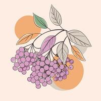 illustration of a branch of rowan berries vector