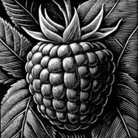 black and white illustration of a raspberry vector