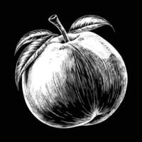 a drawing of an apple on a black background vector