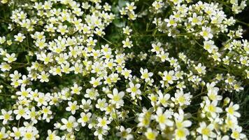 Lifelong saxifrage paniculata blooming in spring. Small white flowers in the garden. video