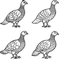 Bird outline drawing coloring set vector