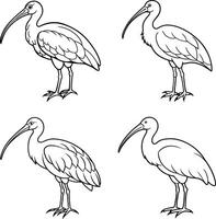 Compilation of bird line sketch pages vector
