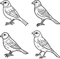 Collection of bird line art coloring sheets vector