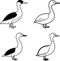 Bird Illustration Outline Set Line Art Collection of Various Birds vector
