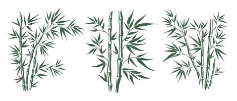Bamboo tree on white vector