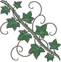 Green Ivy Vine Illustration Decorative Botanical Art for Design Projects vector