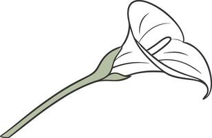 Elegant Calla Lily Flower Illustration for Art and Design Projects vector