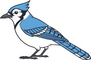 Blue Jay Illustration for Nature Art and Birdwatcher Design Projects vector