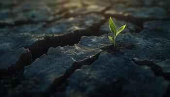 Cracked mud soil dry surface land with sprout tree dark light photo