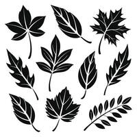 Leaf Silhouettes Collection Diverse Botanical Shapes vector