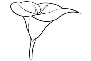 Simple Line Drawing of a Calla Lily vector