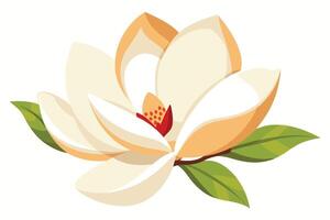 Elegant Cream Magnolia Blossom with Vibrant Stamens vector