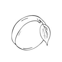 Apricot graphic hand drawn pencil sketch. Illustration of a fruit on an isolated background. Menu plant meal design element vector