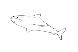 Hand-drawn Shark sketch in doodle style. Isolated illustration on white background. vector