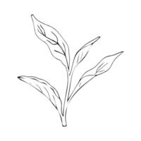 Sketch of herb. A simple drawing of green tea, a image good for use in card and package design vector