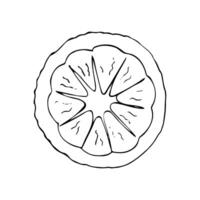 Ripe lemon fruit slice. Hand-drawn half lemon. Fresh and Juicy Lemon isolated on white background. vector